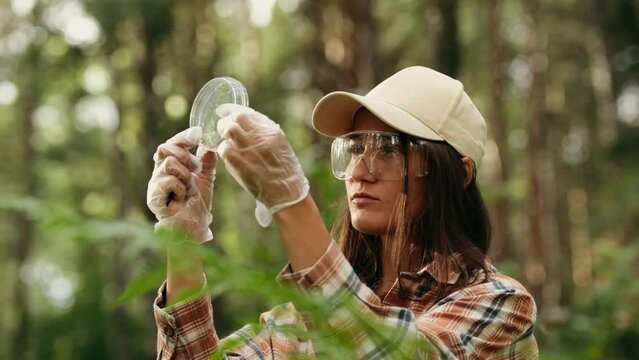 In a wooded area, an ecologist takes plant samples and places them in a container for research in the laboratory. Environment and ecosystem concept. Biological activist.