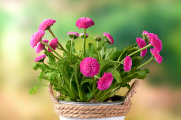 Beautiful seasonal flowers, small perennial daisies in a pot on a table on a natural background.