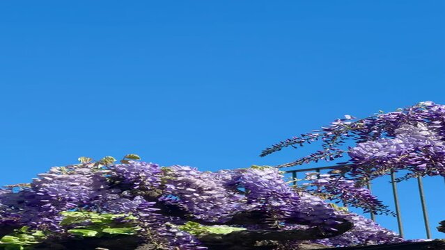 Close up beautiful wisteria, Wisteria in blue sky. Spring blooming. 