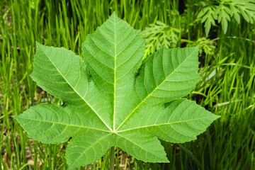 Castor oil plant. Green leaf castor oil