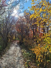 Walking path through the forest on an autumn day