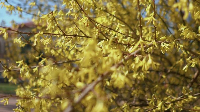 spring leaves bloom on the trees during warm sunny weather. Yellow flowers and greenery closeup