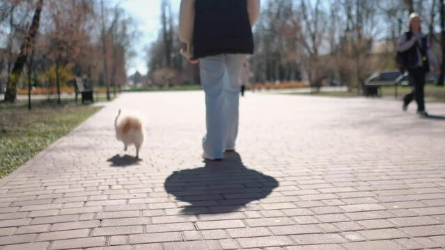 small cute Pomeranian Spitz on a walk outside with his owner in the spring. Playful dog follows commands and plays on the grass