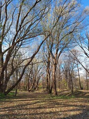 Obraz premium Trees in a forest on a sunny autumn day