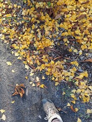 Muddy walking path in a park