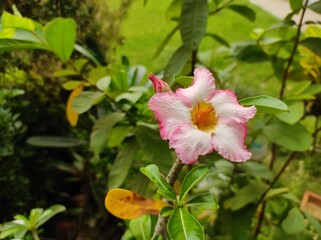 Adenium Obesum flower in the garden