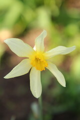 A white flower with a yellow center