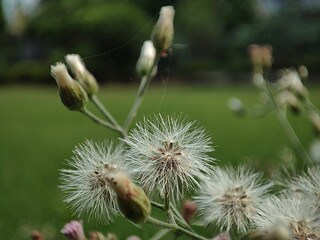 Taraxacum or Dandelion in bloom