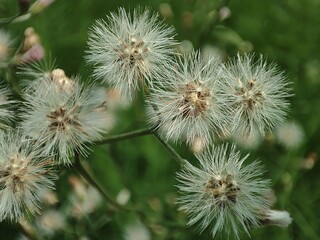 Taraxacum or Dandelion in bloom