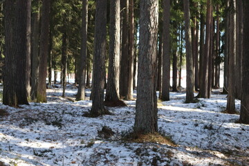 Forest felling, Forest being cut down.