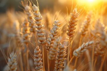 Fototapeta premium Golden wheat field close-up at sunset