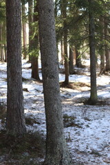 Obraz premium Pine forest in Scandinavia on a sunny winter day. Snow and pine trees.