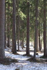 Obraz premium Pine forest in Scandinavia on a sunny winter day. Snow and pine trees.