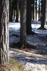 Pine forest in Scandinavia on a sunny winter day. Snow and pine trees.