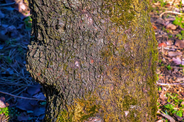 Almond tree bark background. Amygdalus Prunus georgica. Texture.