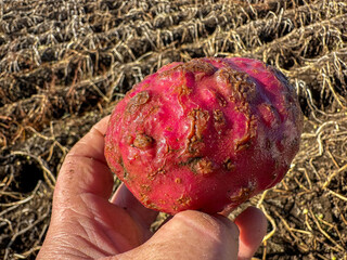 Root Knot nematode lumpy damage on a red skinned potato