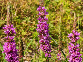 Obraz premium The Southern Urals, flowering purple loosestr (Lythrum salicaria) on the riverbank.