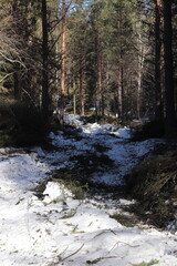 Forest felling, Forest being cut down.