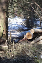 Sawn wood lies in the forest. Pine that was just sawn.