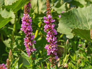 The Southern Urals, flowering purple loosestr (Lythrum salicaria) on the riverbank.