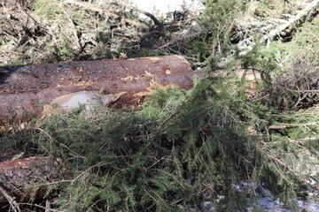 Sawn wood lies in the forest. Pine that was just sawn.