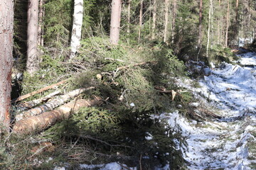 Sawn wood lies in the forest. Pine that was just sawn.