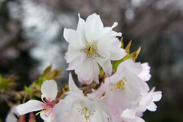Cherry blossom in spring, macro 