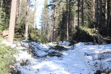 Sawn wood lies in the forest. Pine that was just sawn.