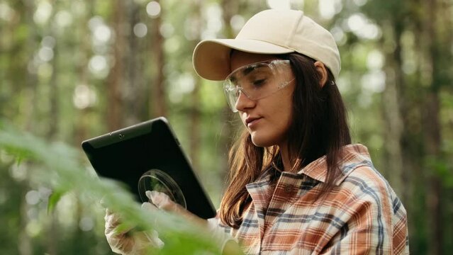 In a wooded area, an ecologist takes plant samples and places them in a container for research in the laboratory. Environment and ecosystem concept. Biological activist.