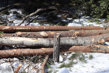 Sawn wood lies in the forest. Pine that was just sawn.