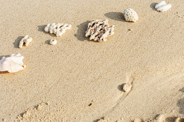 Fototapeta na wymiar Assorted Seashells and corals on Golden Beach Sand, nature still life from shells and coral pieces arranged on natural beige sandy background, frame with copy space, minimal style, neutral tones