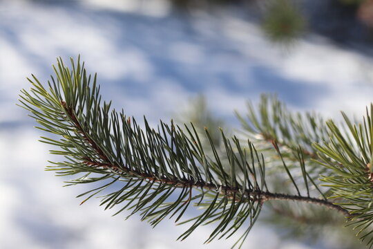 Pine twig on a sunny winter day. Christmas ornament.