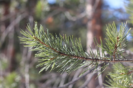 Pine twig on a sunny winter day. Christmas ornament.