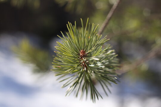 Pine twig on a sunny winter day. Christmas ornament.