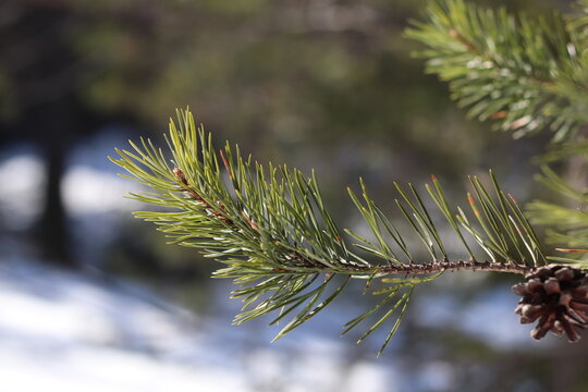 Pine twig on a sunny winter day. Christmas ornament.