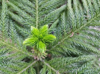 christmas tree top branches like a star