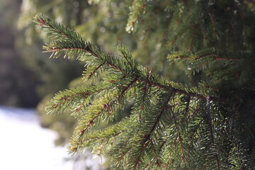 Spruce twig on a sunny winter day. Christmas ornament. - obrazy, fototapety, plakaty