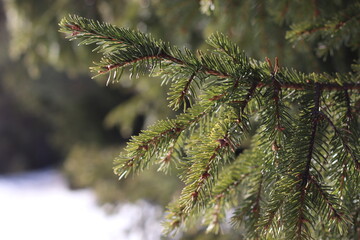 Spruce twig on a sunny winter day. Christmas ornament.