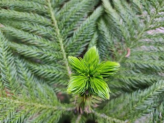 close up of Christmas tree leaves like a star