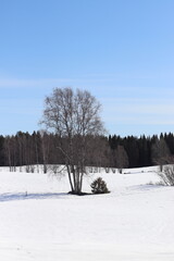 Fototapeta na wymiar witer forest. Snow and trees.