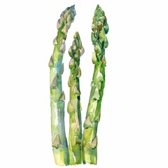Watercolor clipart of asparagus, premium look, white background