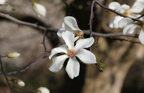 Close-up photo of a large blooming white flower of magnolia tree on a blurred background in the park