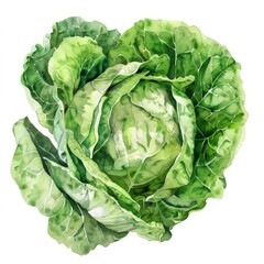 Fototapeta premium Watercolor clipart of lettuce, luxury design, on a white canvas