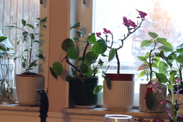 flowers on the windowsill