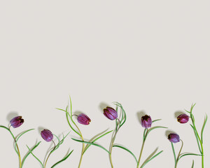 Fritillaria Meleagris spring flowers on pastel beige background, top view fresh blooming purple tiger tulips wildflowers, floral botanical aesthetic flat lay, close up flowery pattern