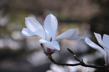 Close-up photo of blooming branch of a magnolia tree with a large white and pink flower on a...