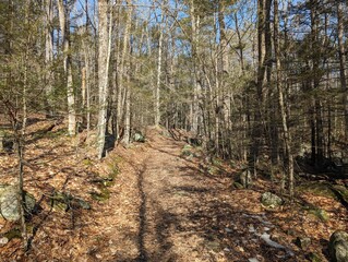 a trail passing through a forest with leaves covering the ground and rocks strewn about