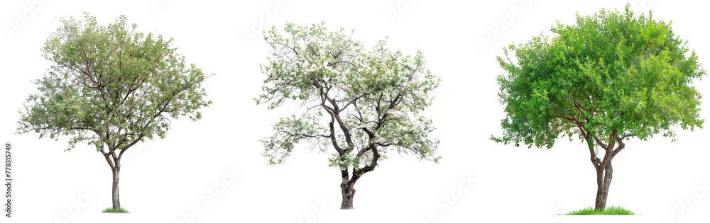 Poster cutout tree for use as a raw material for editing work