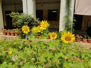 Fototapeta na wymiar Sun flowers in the garden