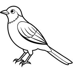    Bird vector illustration.
